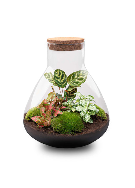 Terrarium DIY Kit - Sam XL Red - Bottle Garden - ↑ 35 cm