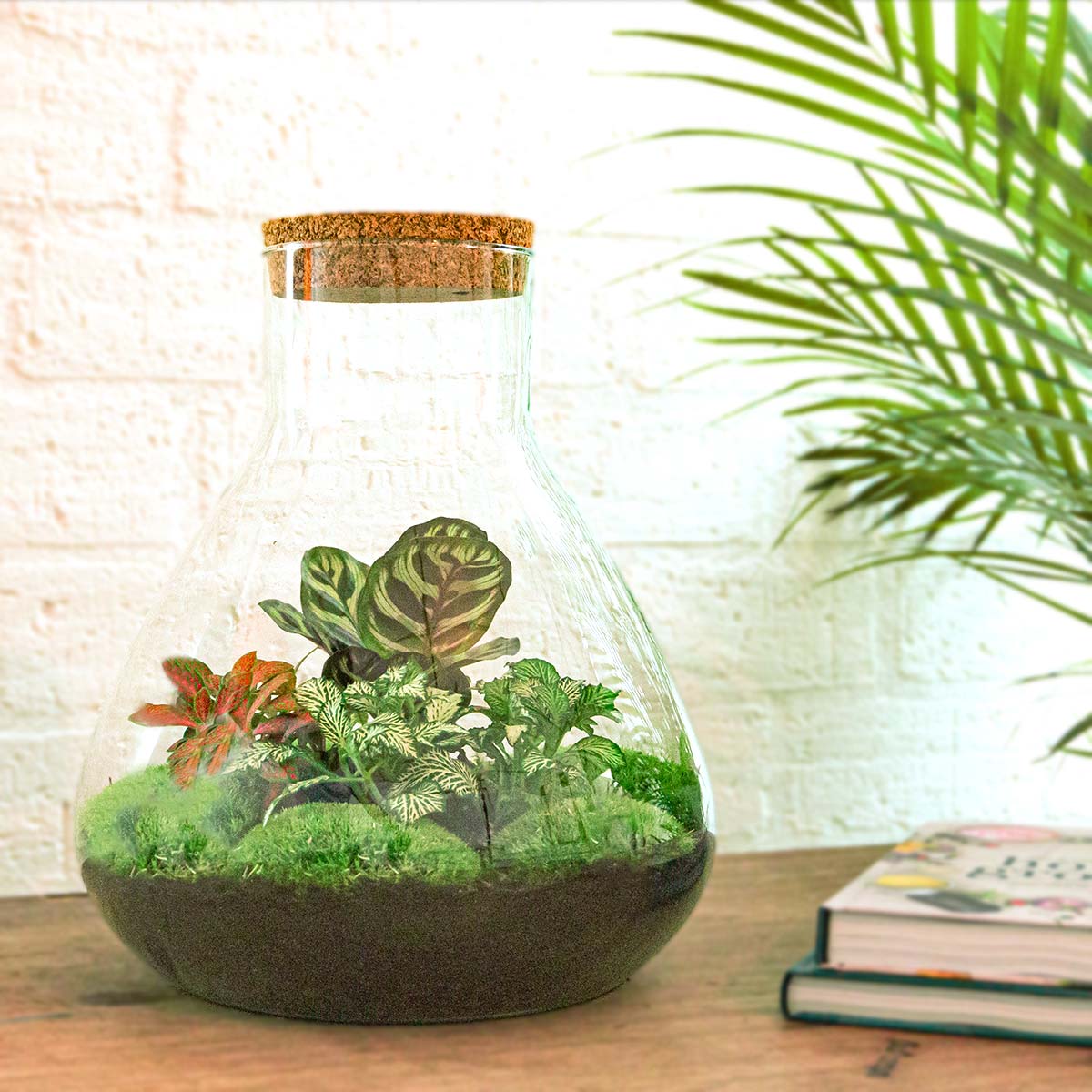 Kit DIY Terrarium • Dôme XL • Écosystème avec plantes • ↑ 30 cm
