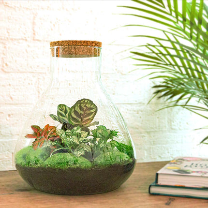 Flaschengarten • Sam XL Rot • Ökosystem mit Pflanzen im Glas • ↑ 35 cm