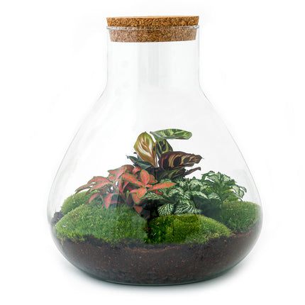 Terrarium DIY Kit • Sam XL Red • Ecosystem with plants • ↑ 35 cm