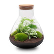 Kit DIY Terrario • Sam XL • Ecosistema con plantas • ↑ 35 cm