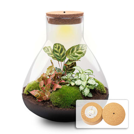 Planten terrarium • Sam XL Red • Ecosysteem met plant • ↑ 35 cm • DIY