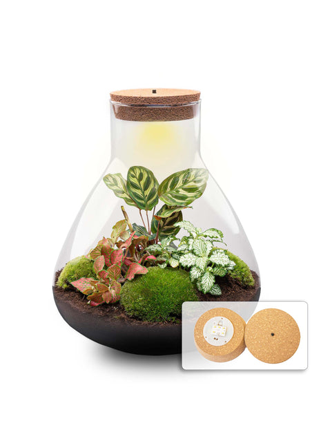 Terrarium DIY Kit - Sam XL Red - Bottle Garden - ↑ 35 cm