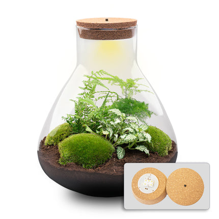 Kit DIY Terrario • Sam XL • Ecosistema con plantas • ↑ 35 cm