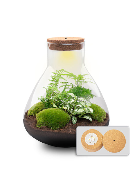 Terrarium DIY Kit - Sam XL - Bottle Garden - ↑ 35 cm