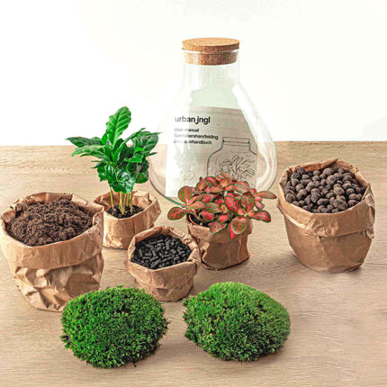 Kit Terrario DIY • Sammie • Ecosistema con plantas • ↑ 26,5 cm