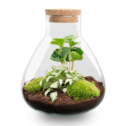 Planten terrarium • Sammie • Ecosysteem plant • ↑ 26,5 cm