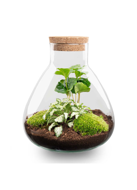 Terrarium DIY Kit - Sammie - Bottle Garden - ↑ 27 cm