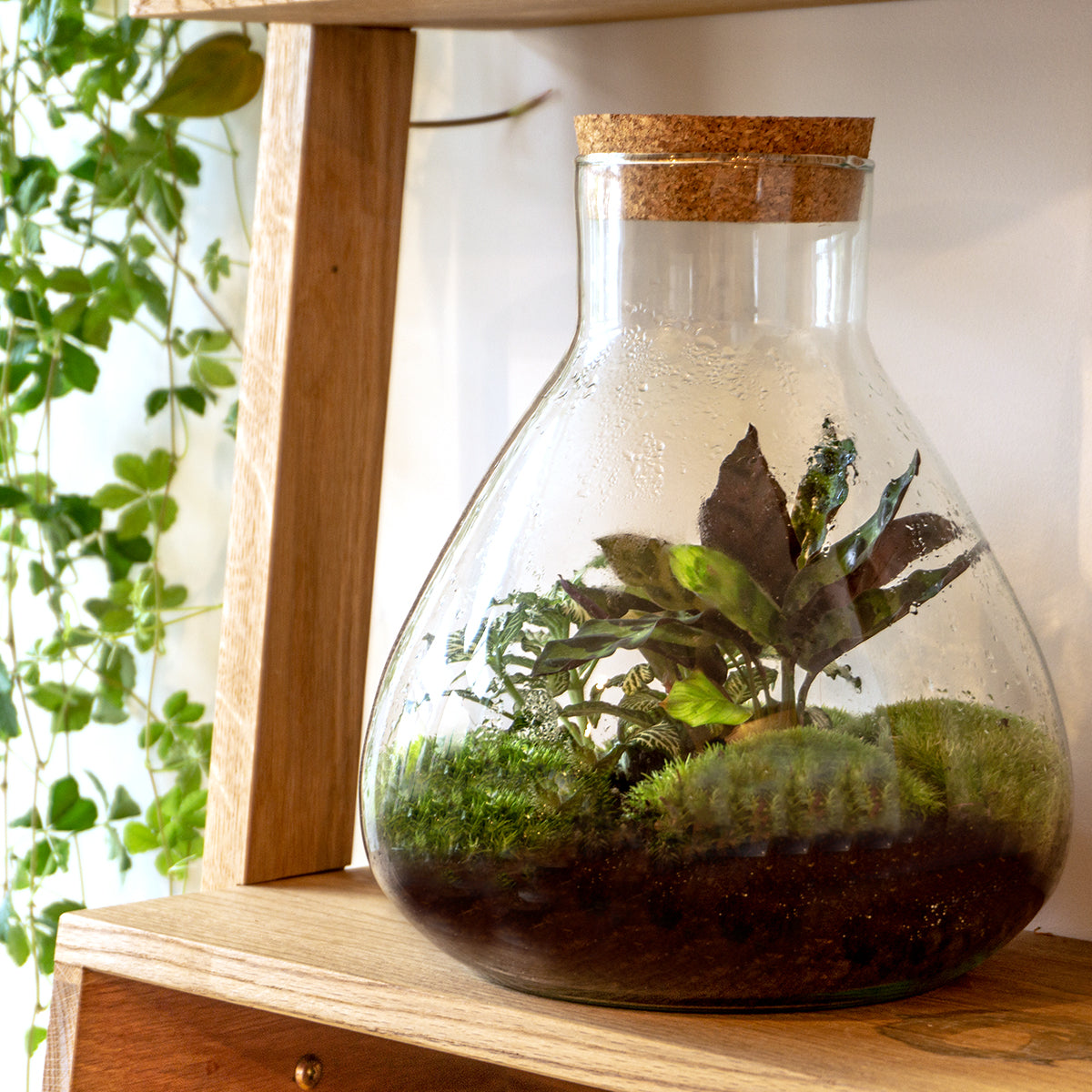 diy terrarium plants Terrarium DIY Kit - Sammie Coffea - Bottle Garden