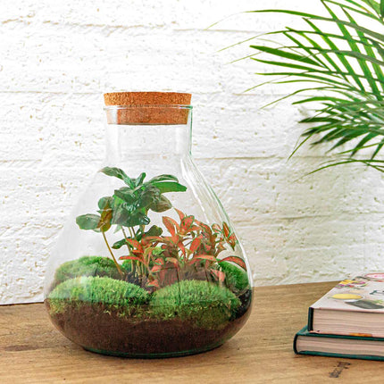 Kit DIY Terrarium • Sammie • Écosystème avec plantes • ↑ 26,5 cm