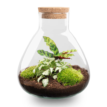 Planten terrarium • Sammie • Ecosysteem plant • ↑ 26,5 cm