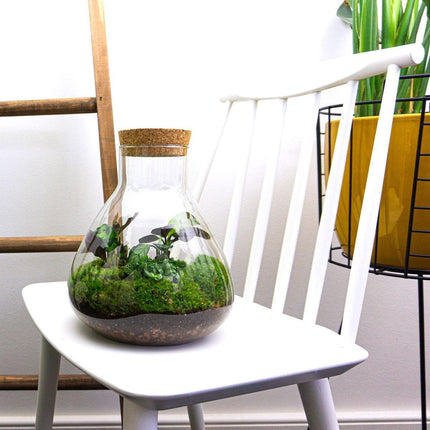 Planten terrarium • Sammie • Ecosysteem plant • ↑ 26,5 cm