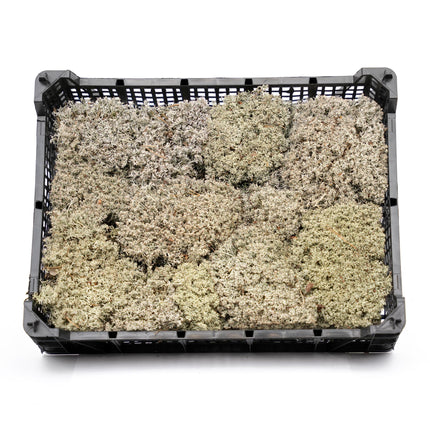 Silver moss - Tray - 2 layers of 20 x 30 x 10 cm - Real moss