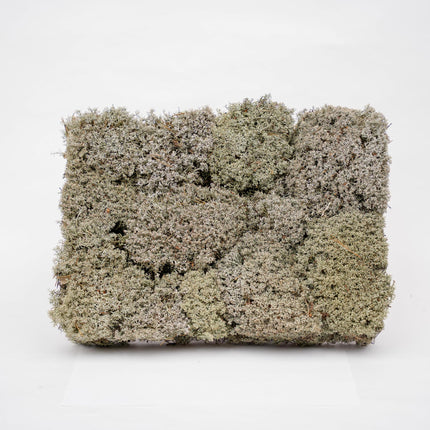 Silver moss - Tray - 2 layers of 20 x 30 x 10 cm - Real moss