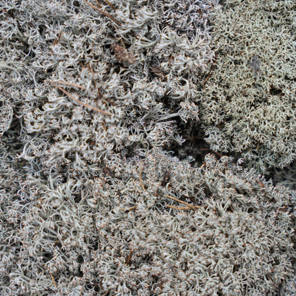 Silver moss - Tray - 2 layers of 20 x 30 x 10 cm - Real moss