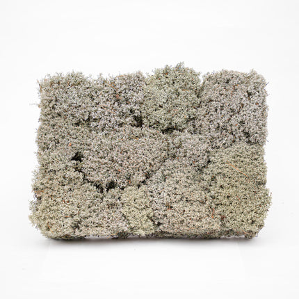 Silver moss - Tray - 2 layers of 20 x 30 x 10 cm - Real moss