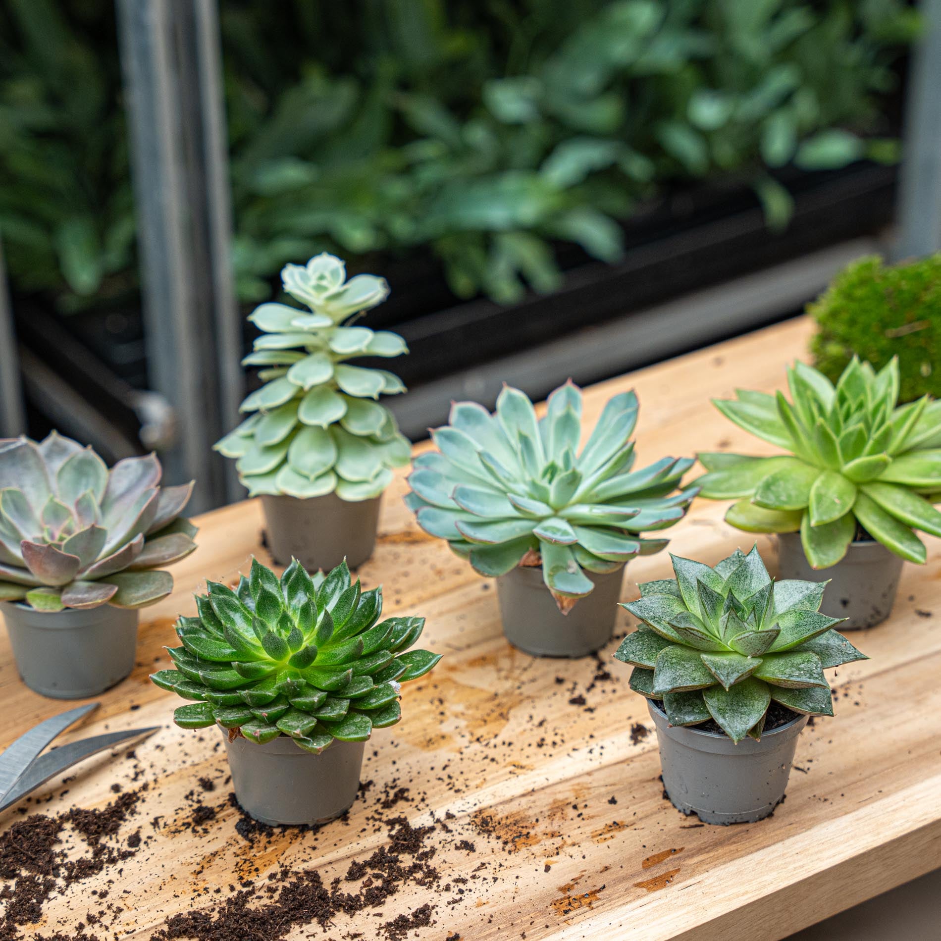 mixed succulents in pot Set of 12 - Succulent Mix Set