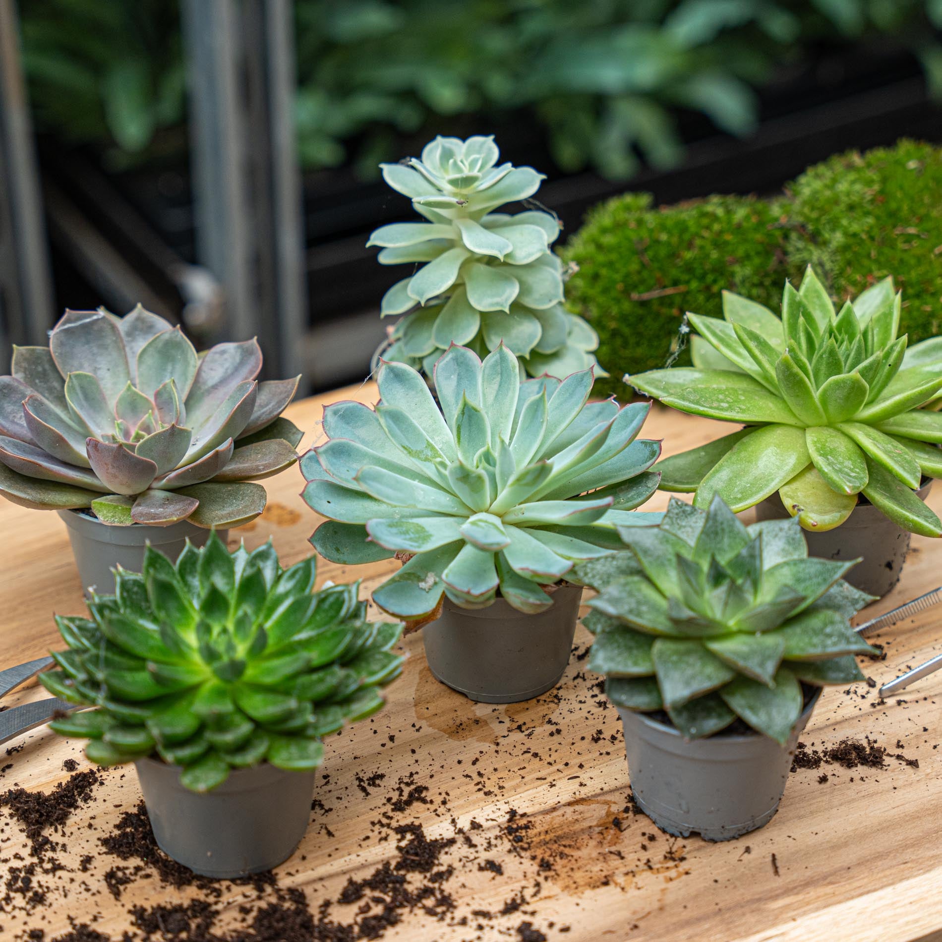 succulents in pots for sale Set of 6 - Succulent Mix Set