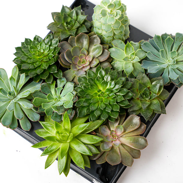 Succulents SucculentsII 2冊セット Set of 2 Trays - Succulent Mix Set - Assorted Succulents in 6 cm