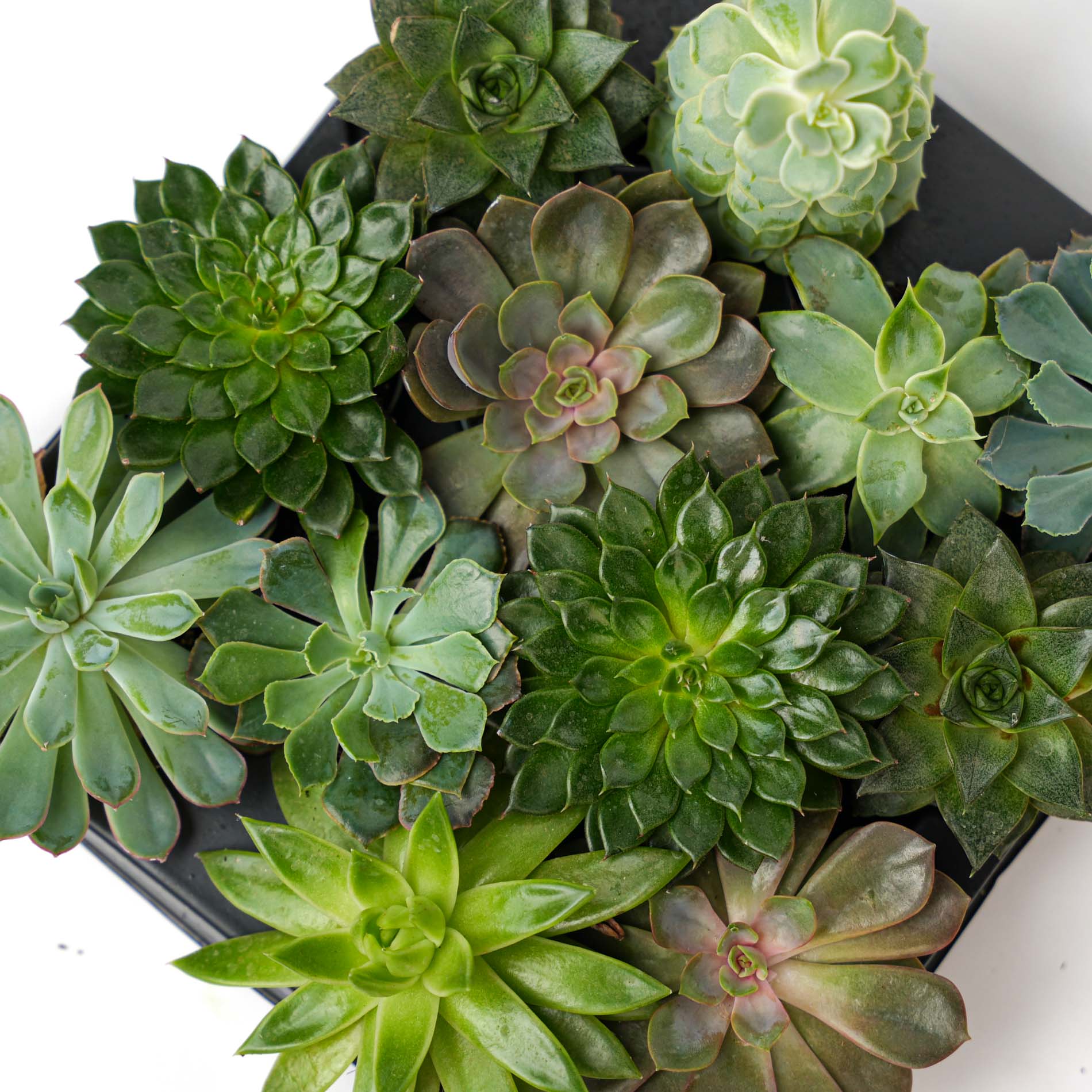 best succulent house plants Set of 6 - Succulent Mix Set