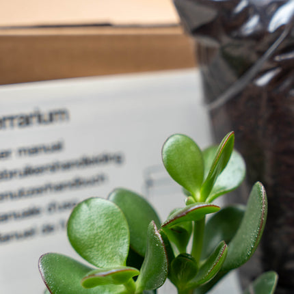Sukkulenten S/M - Terrarium Nachfüll- & Starterset - 2 Sukkulenten - DIY