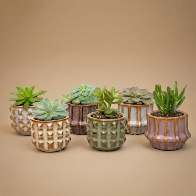 Succulenten Set van 6 in Keramische Mini Potjes San Juan -  ↑ 8–12 cm
