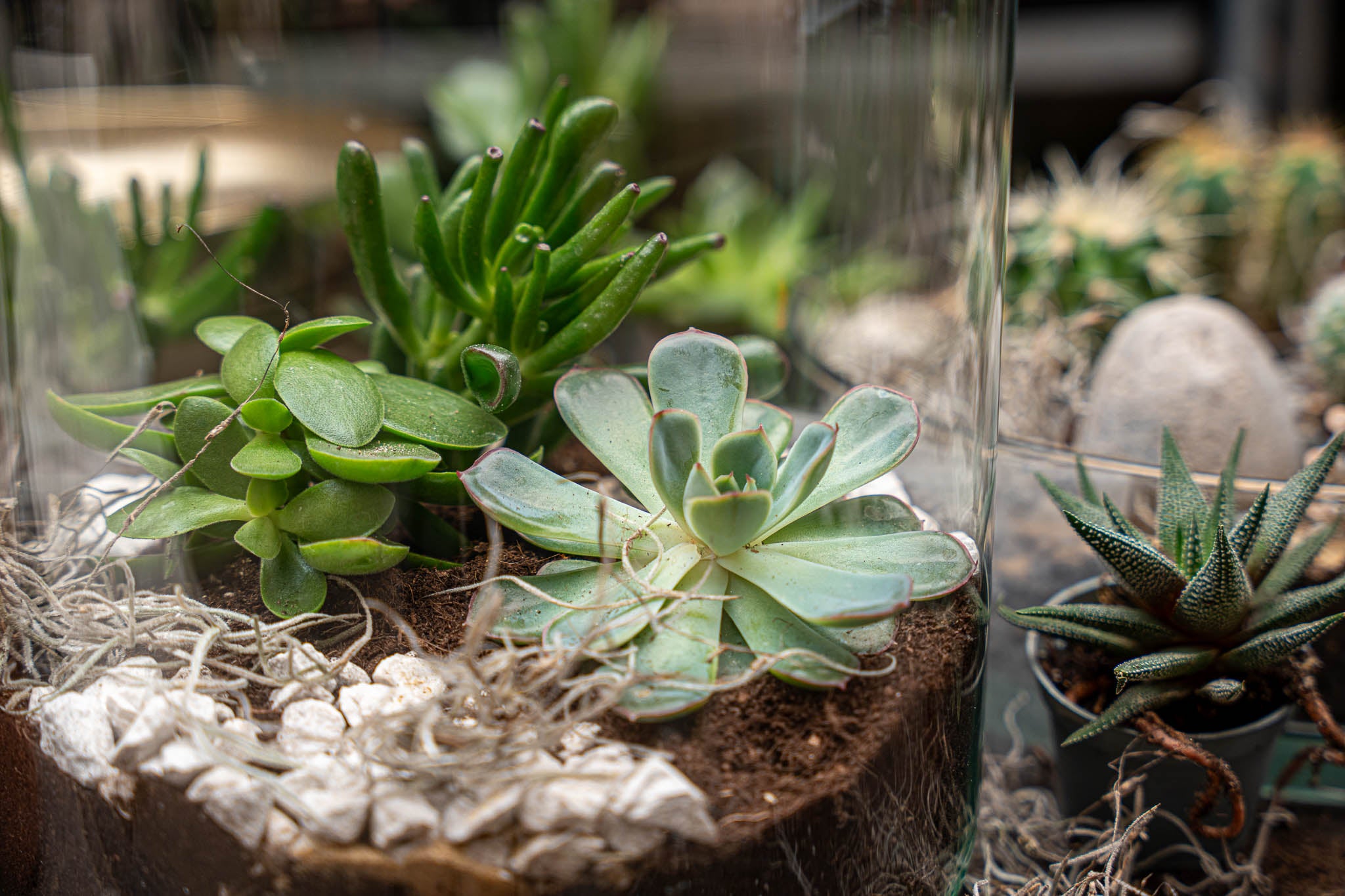 succulent terrarium layers Open Succulent terrarium - DIY kit