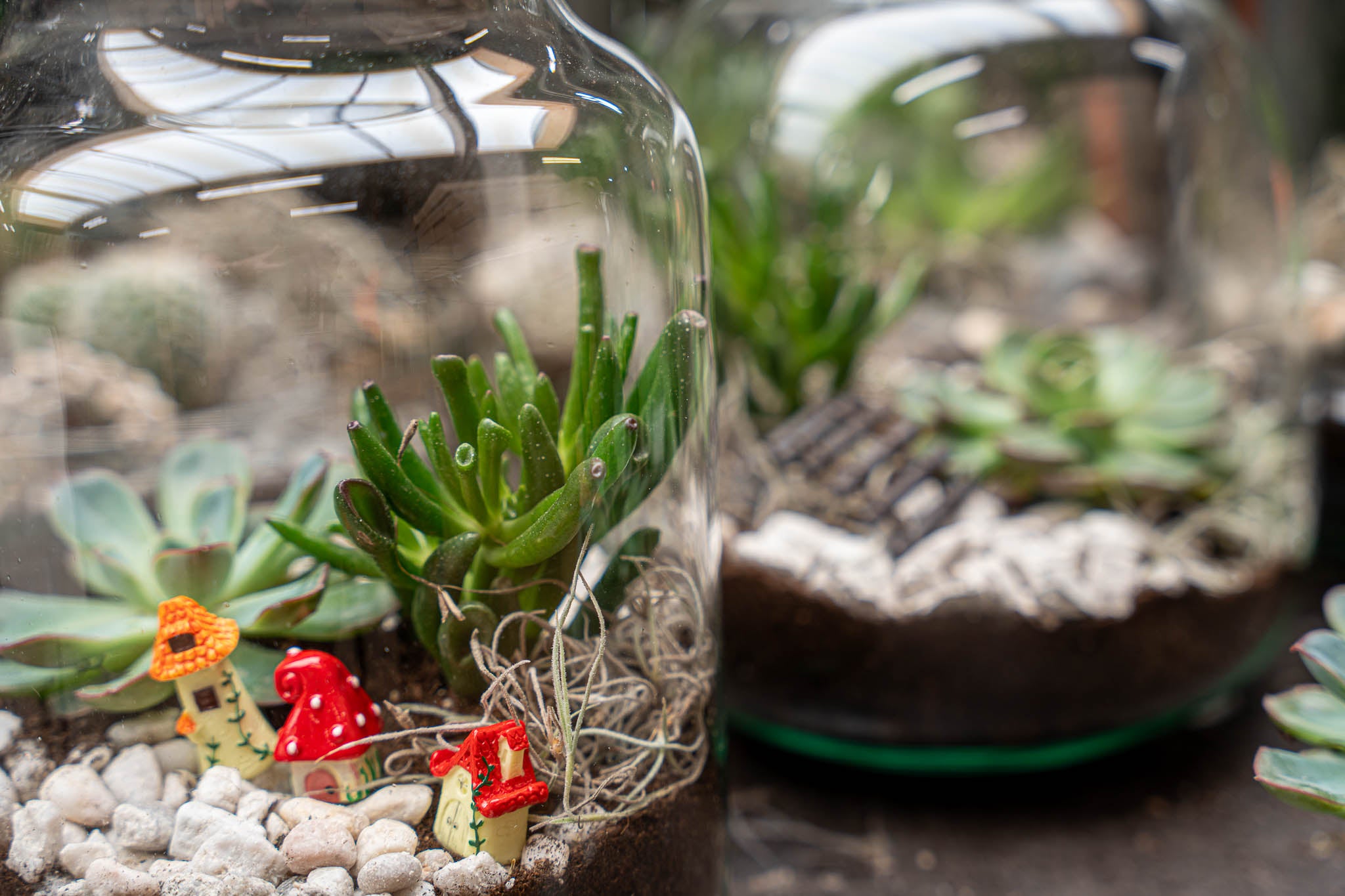 diy mini succulent terrarium Open Succulent terrarium - DIY kit