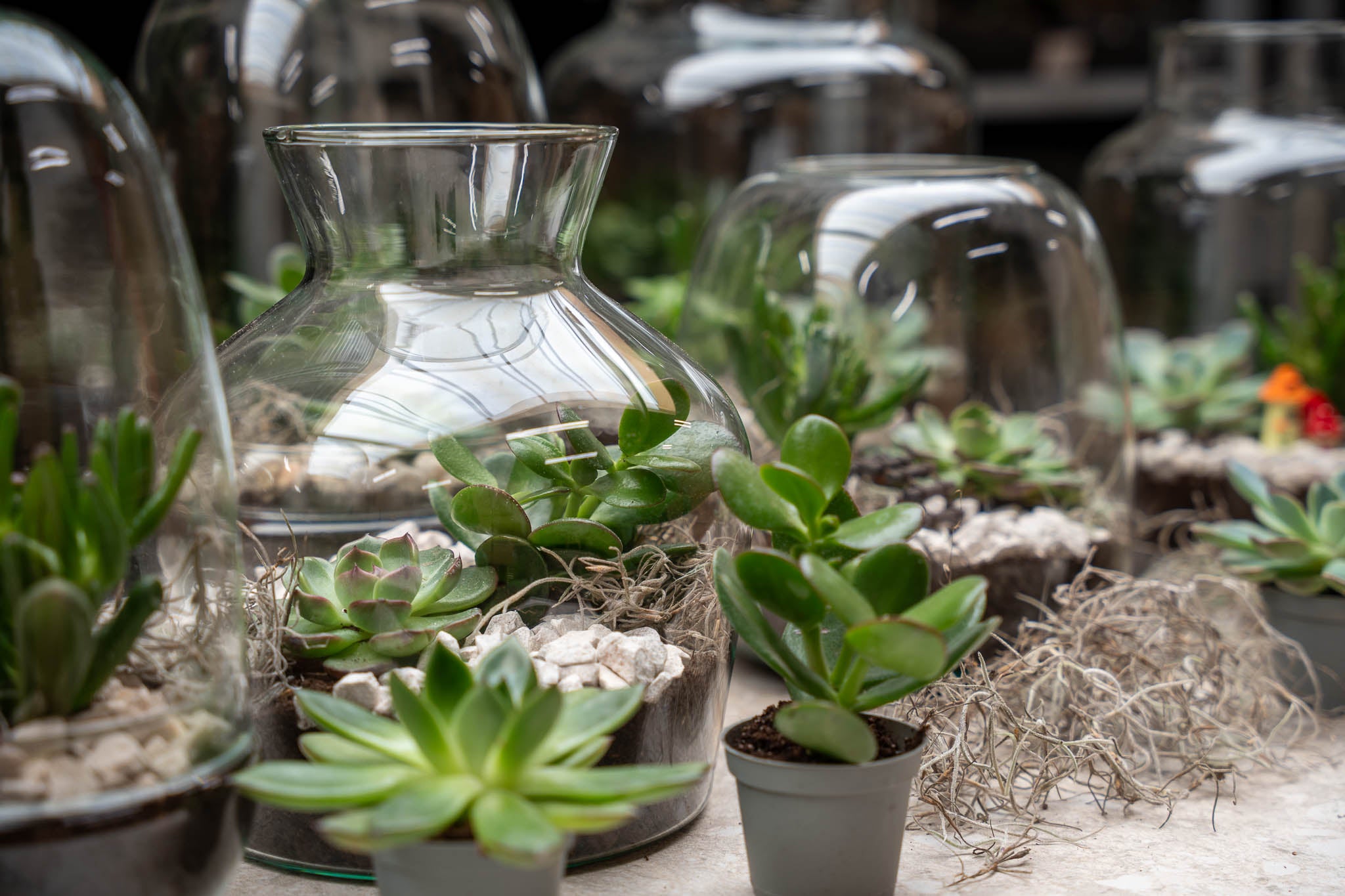 glass jars for succulents Open Succulent terrarium - DIY kit