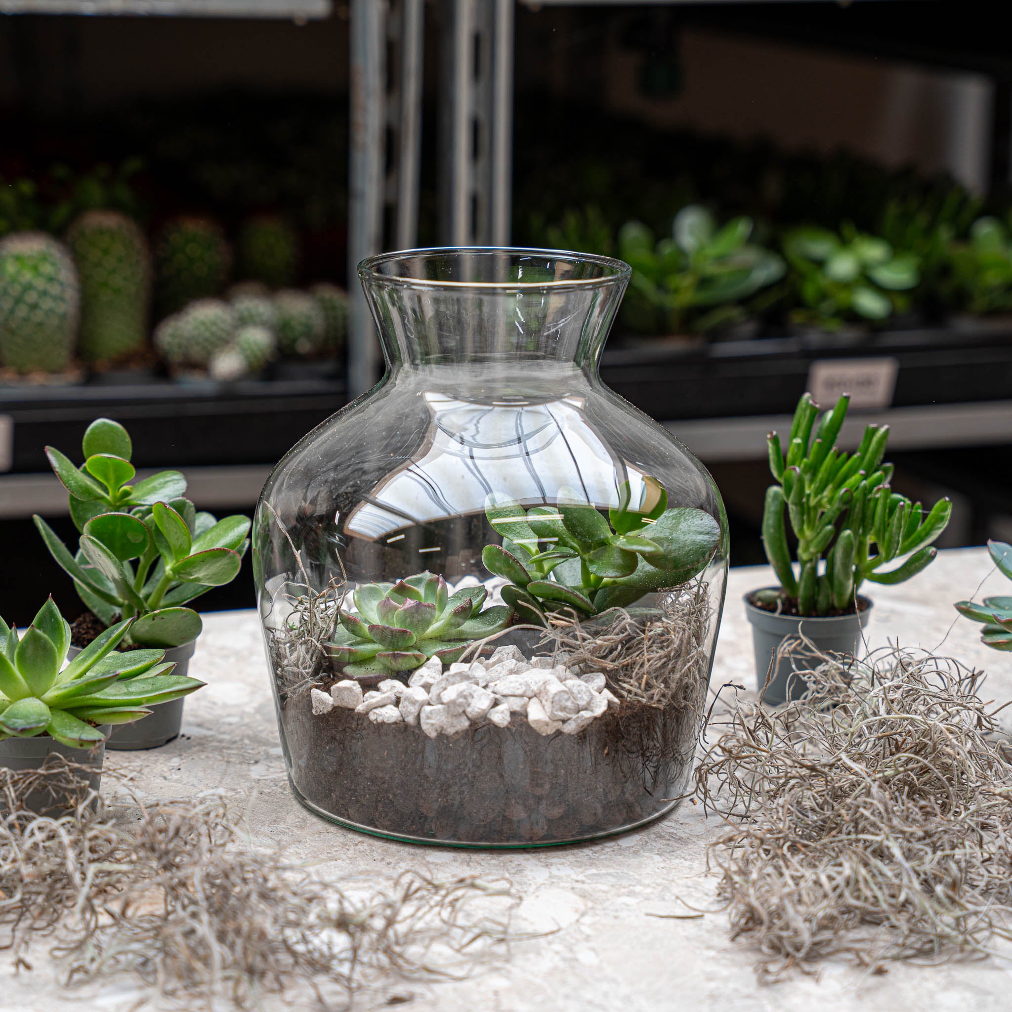 diy succulent terrarium kit Open Succulent terrarium - DIY kit