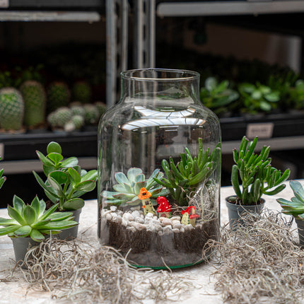 Little Milky Succulent - Open terrarium - Bottle garden DIY kit - Ø 17 cm ↑ 25 cm
