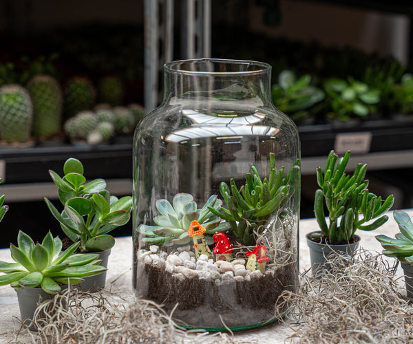 glass jar succulent terrarium Open Succulent terrarium - DIY kit