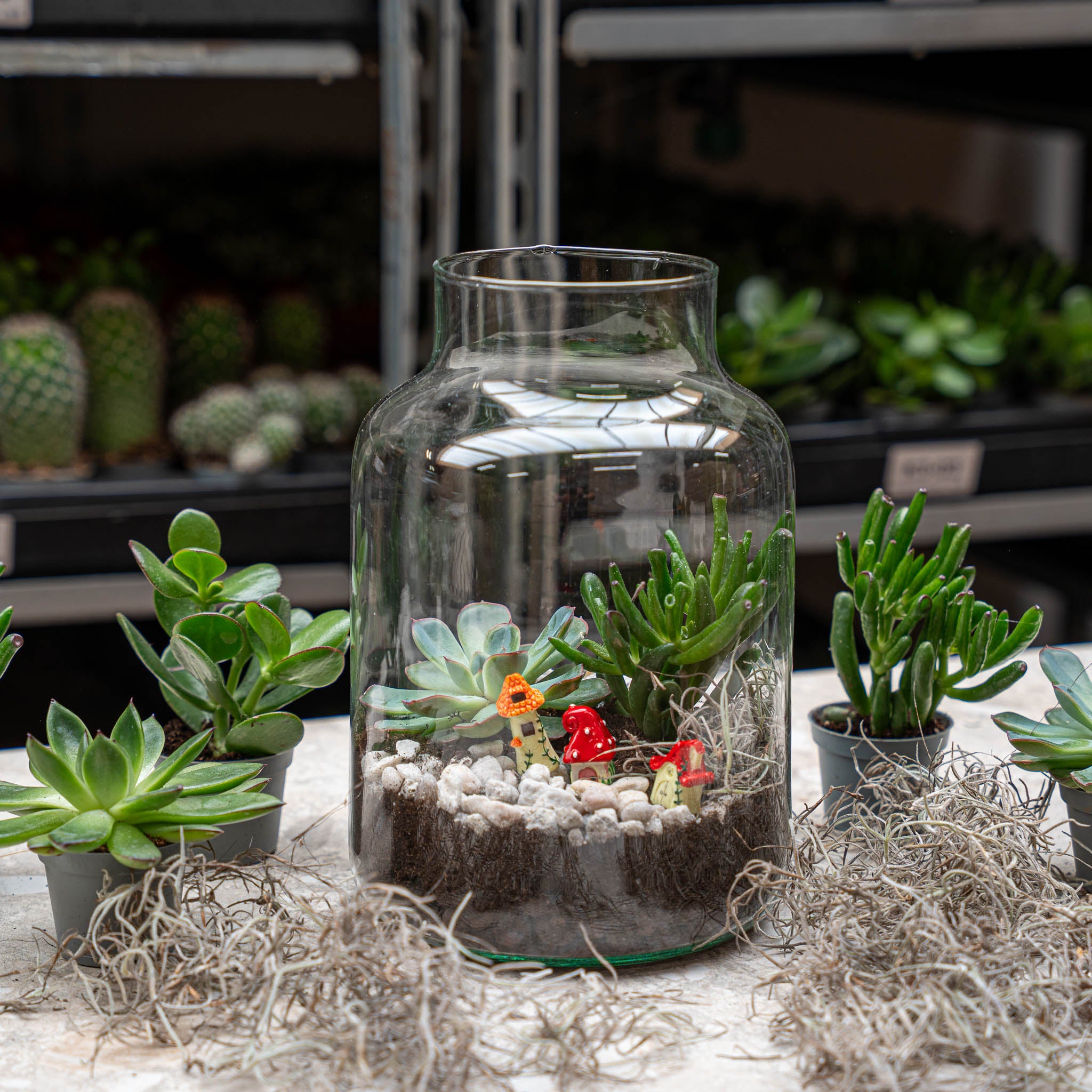 planting succulents in a glass terrarium Open Succulent terrarium - DIY kit
