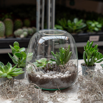 Emma Mini Succulent - Open terrarium - Bottle garden DIY kit - Ø 19 cm ↑ 20 cm