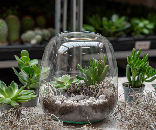 Open Succulent terrarium - DIY kit