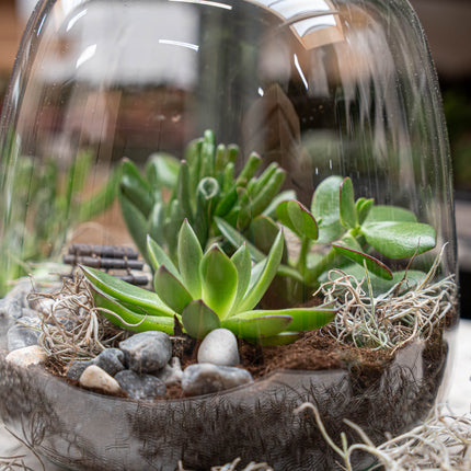 Emma Succulent - Open terrarium - Bottle garden DIY kit - Ø 23 cm ↑ 25 cm
