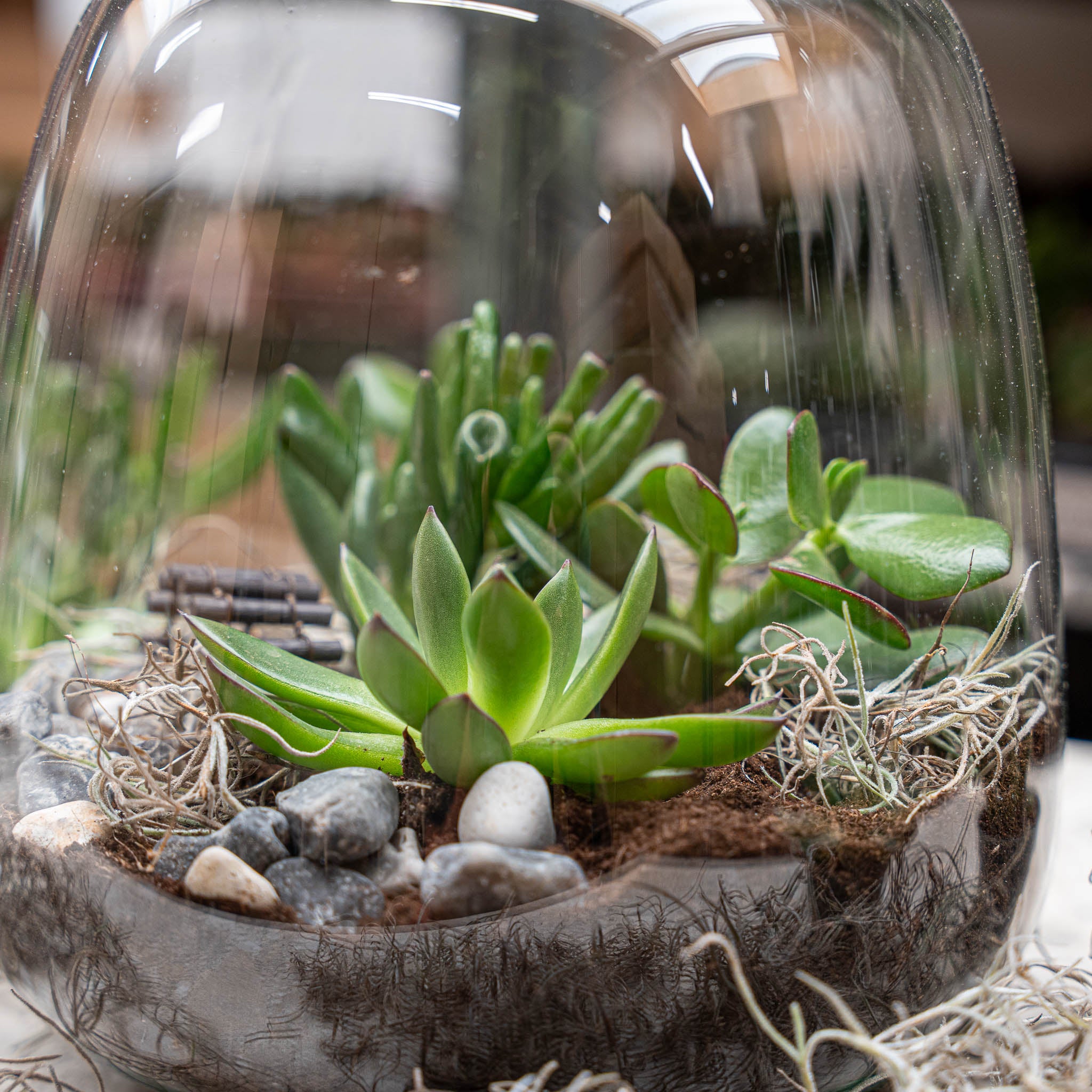 moss in succulent terrarium Open Succulent terrarium - DIY kit