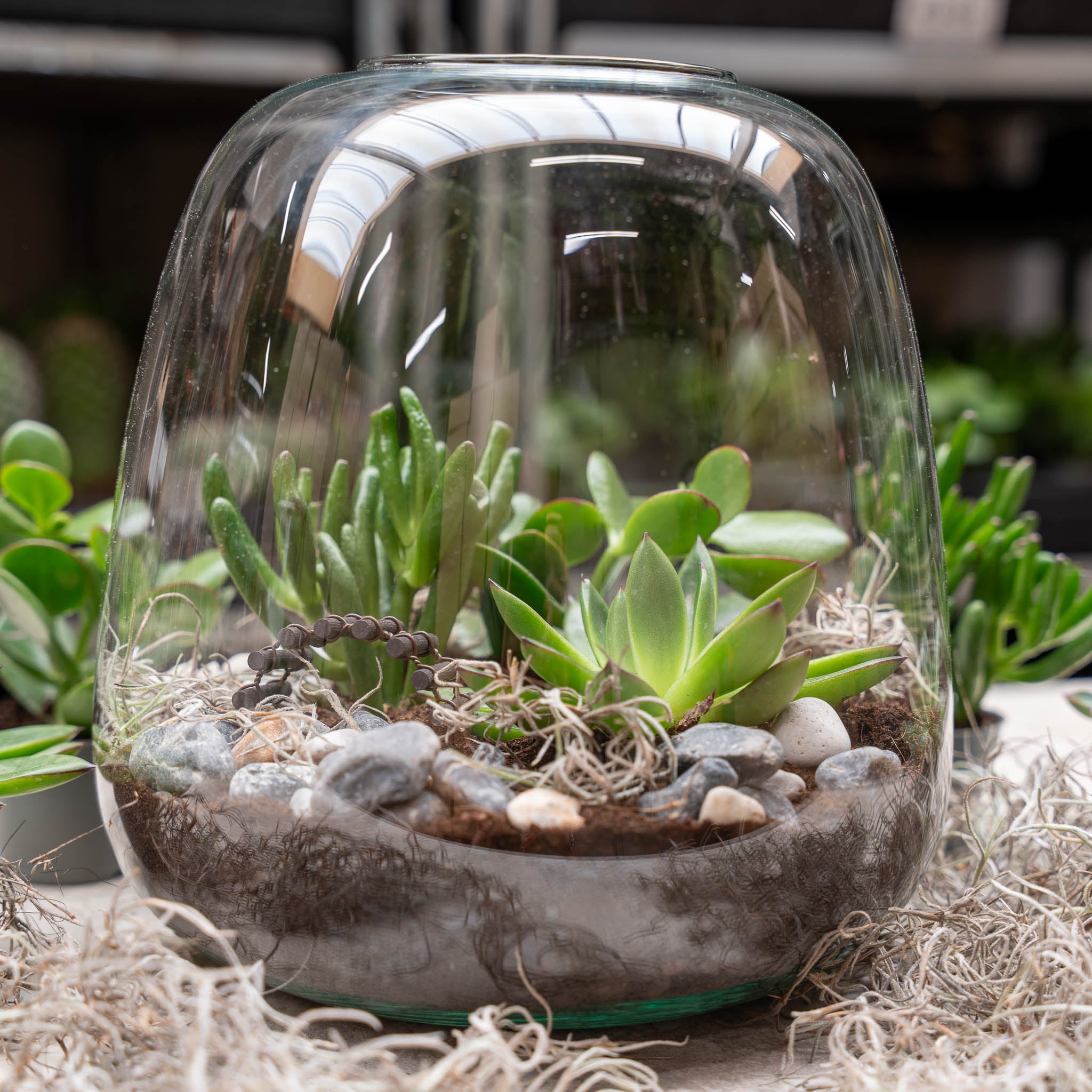 moss succulent terrarium Open Succulent terrarium - DIY kit