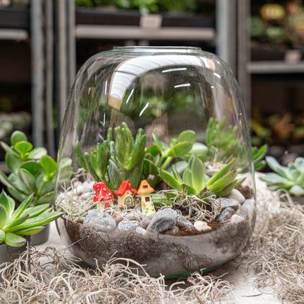 Emma Succulent - Open terrarium - Bottle garden DIY kit - Ø 23 cm ↑ 25 cm