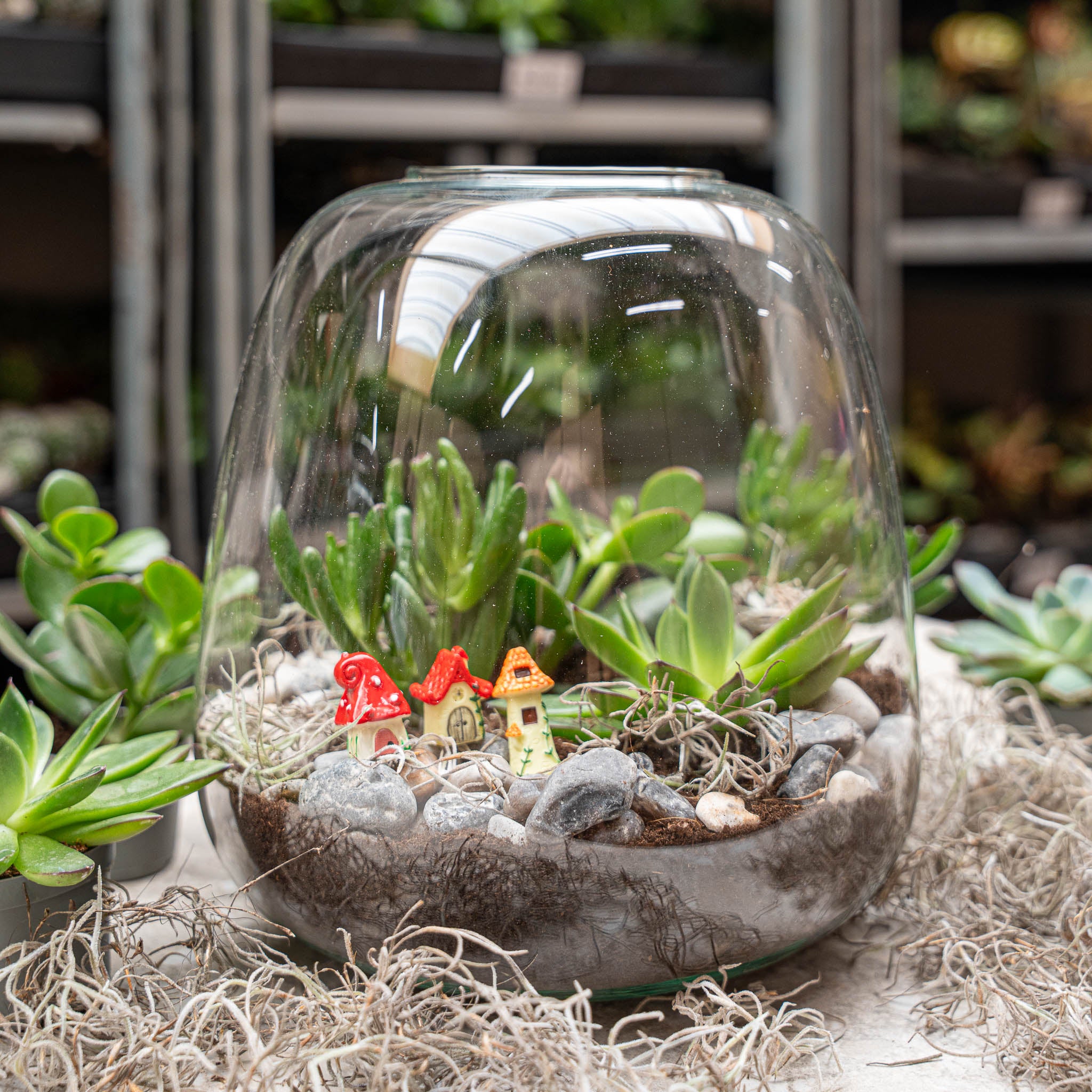 terrarium faux plants Open Succulent terrarium - DIY kit
