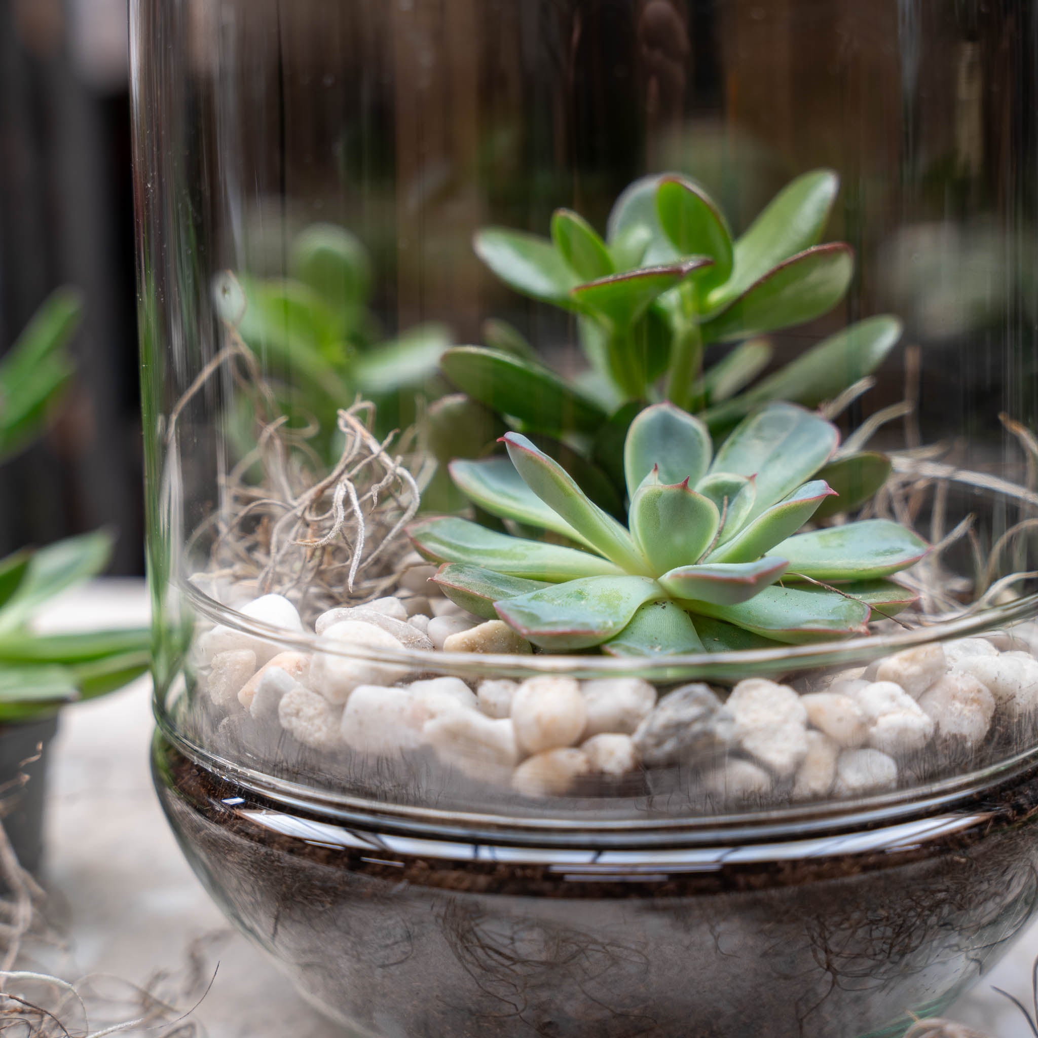 succulent bowl diy Open Succulent terrarium - DIY kit