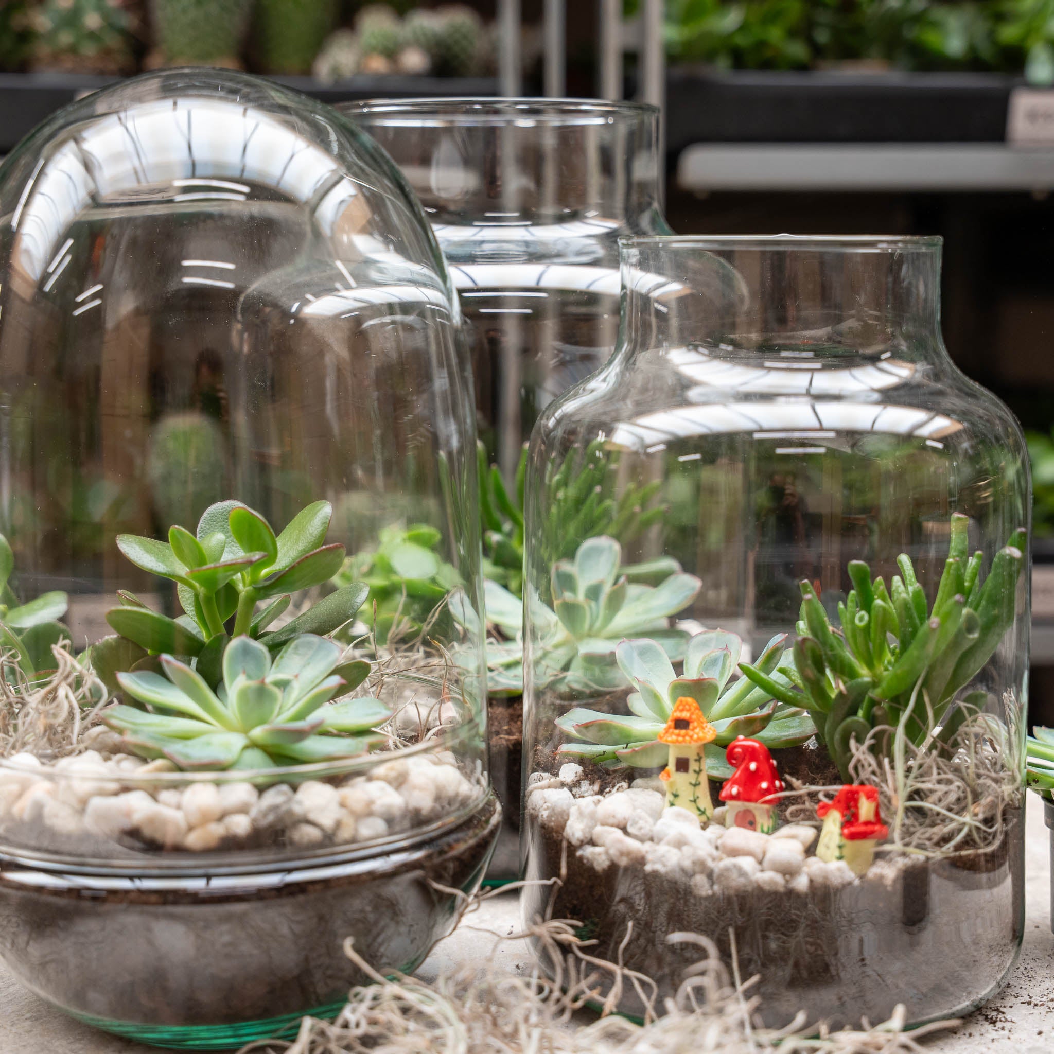 succulent terrarium diy Open Succulent terrarium - DIY kit