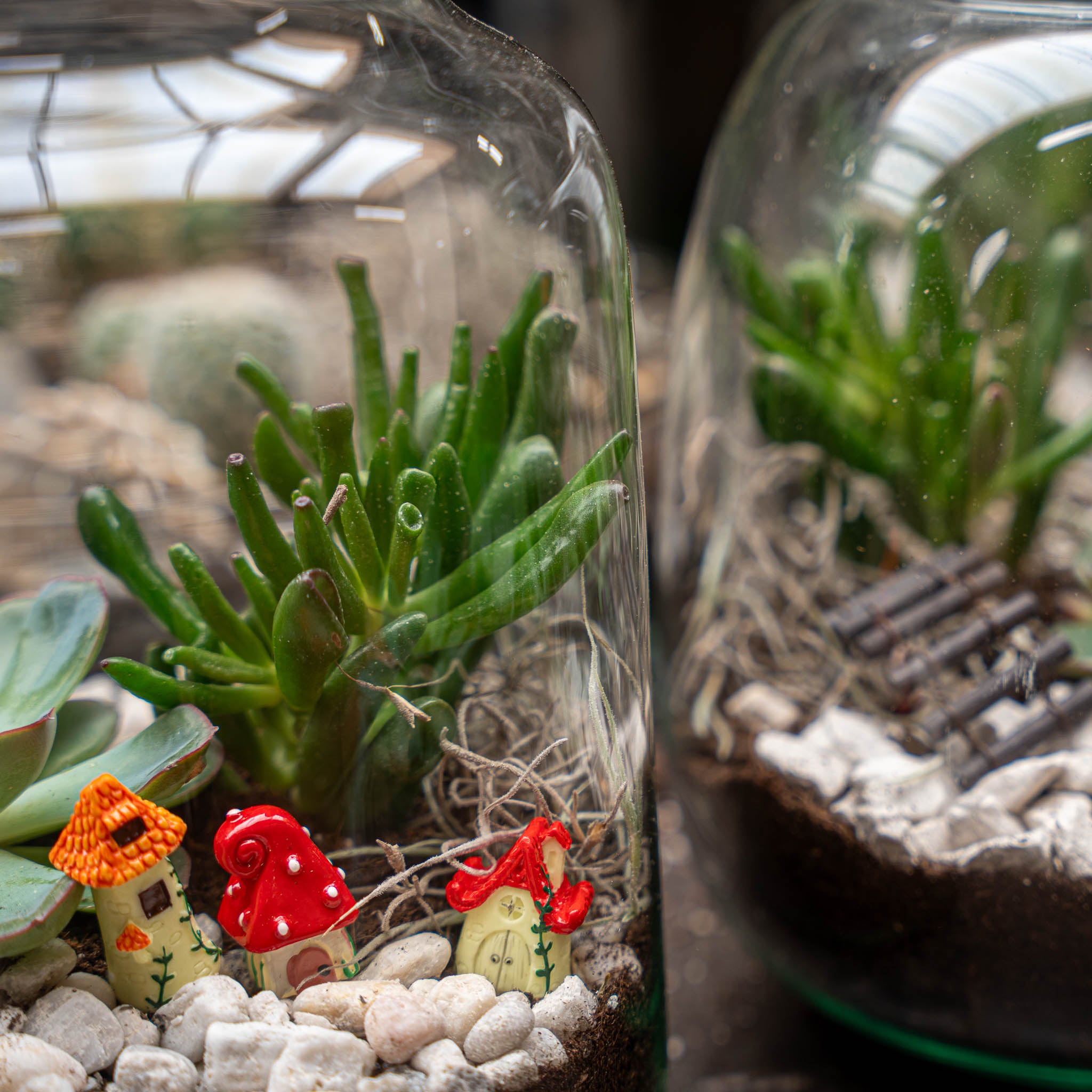 can succulents go in a terrarium Open Succulent terrarium - DIY kit