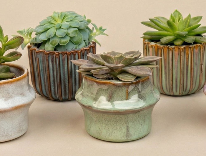 Succulents plants buy online