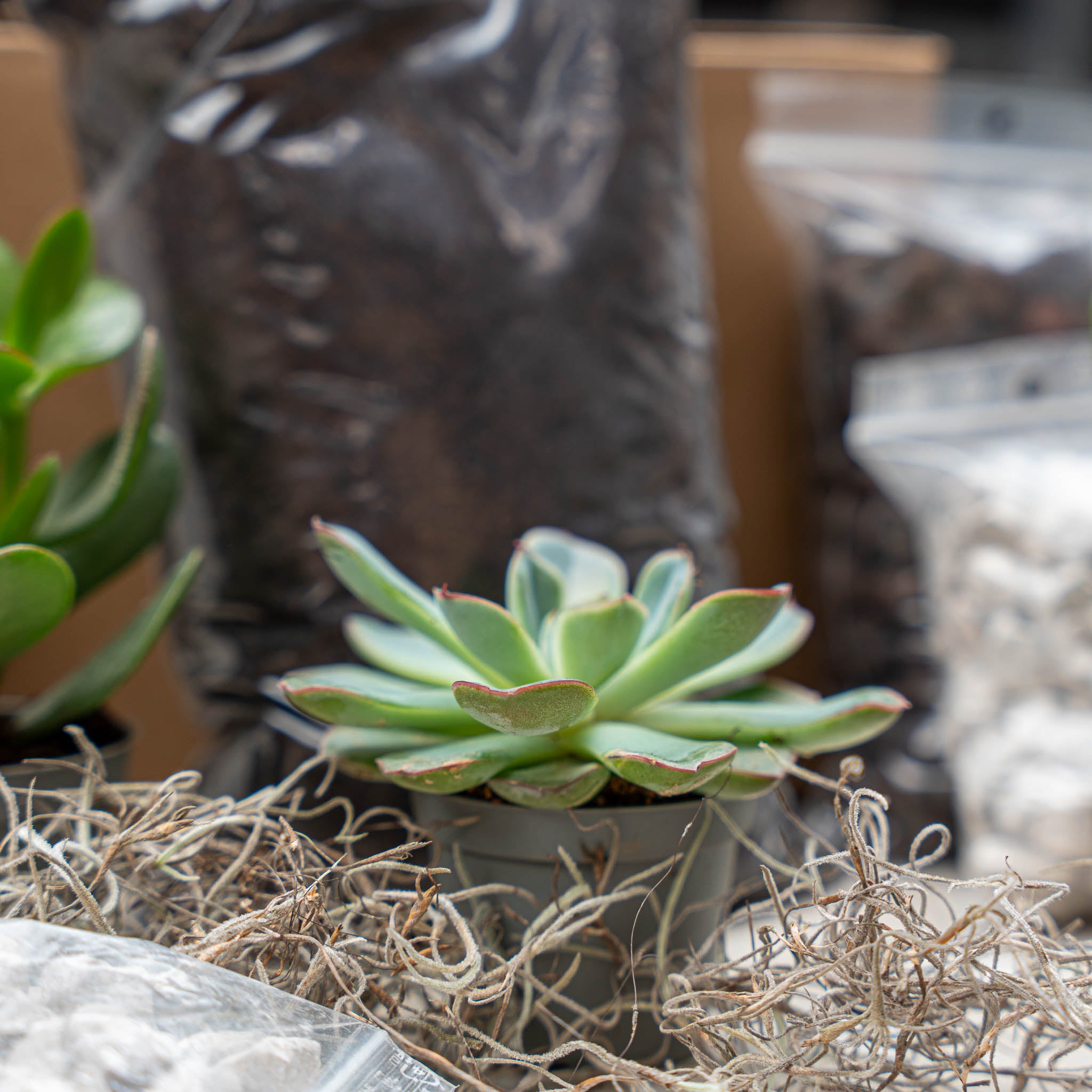 Plant Terrarium Refill & Starter kit - 3 succulents