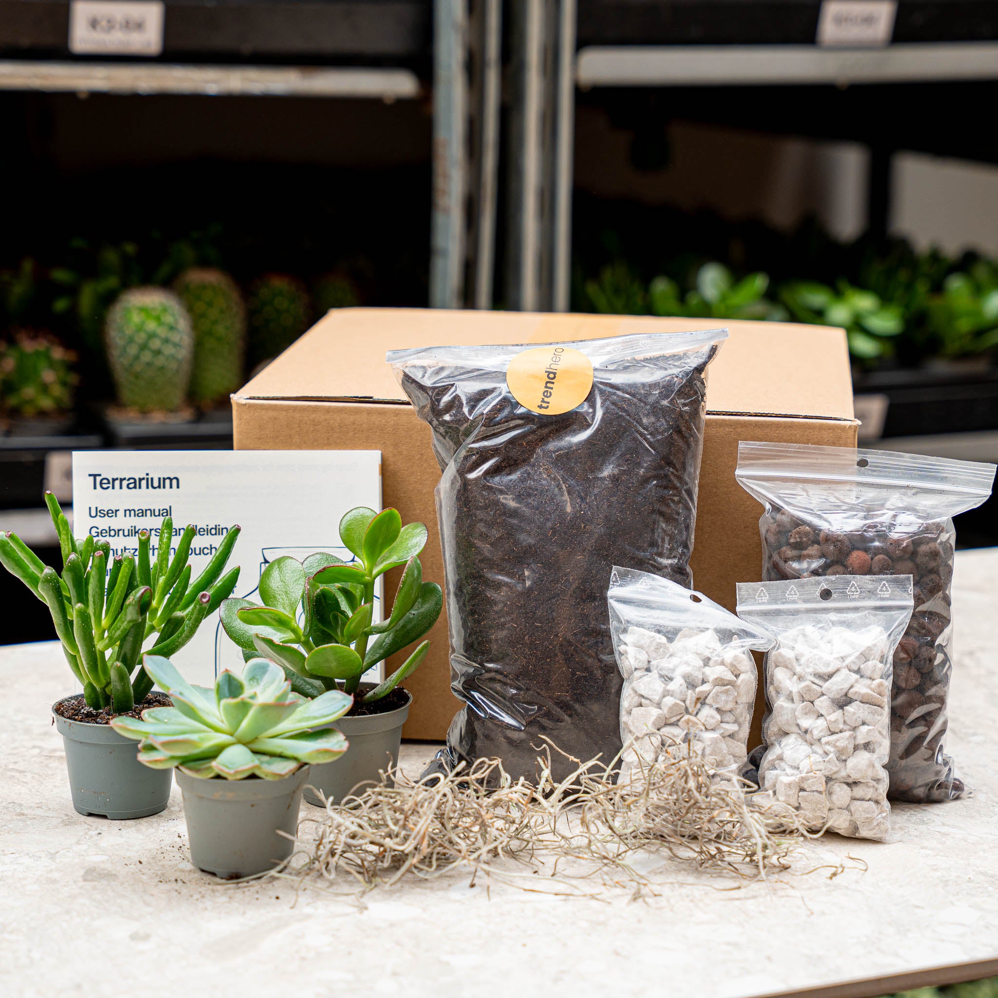 Plant Terrarium Refill & Starter kit - 3 succulents