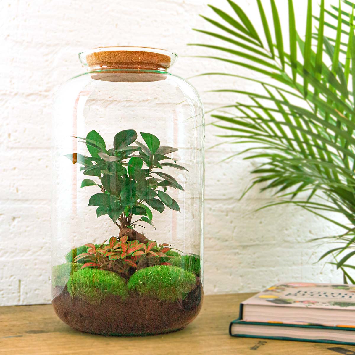 bonsai tree terrarium DIY Terrarium Kit - Create your own mini Ecosystem