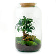 Terrarium DIY Kit - Sven Ginseng Bonsai - Bottle Garden - ↑ 43 cm