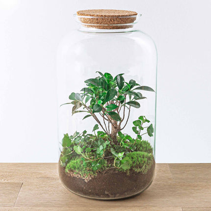Planten terrarium • Sven Hedera Bonsai • Ecosysteem plant • ↑ 43 cm