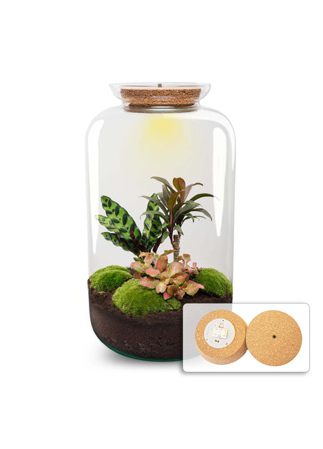 Terrarium DIY Kit - Sven XL Palm - With lightning - Bottle Garden - ↑ 43 cm